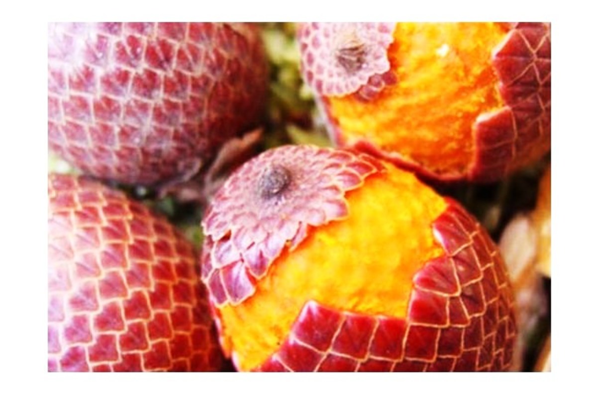 Aguaje Fruit