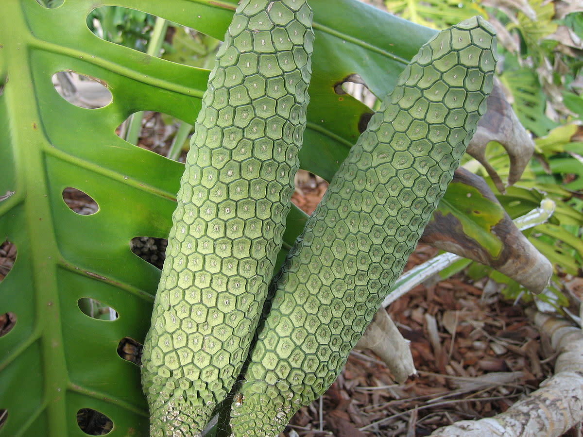 Monster Fruit